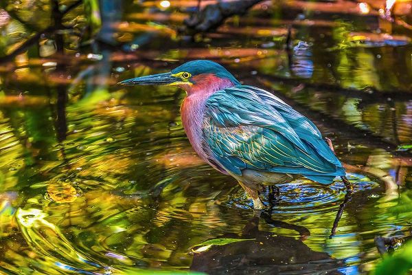 Perry, William 아티스트의 Colorful green heron fishing-Florida작품입니다.